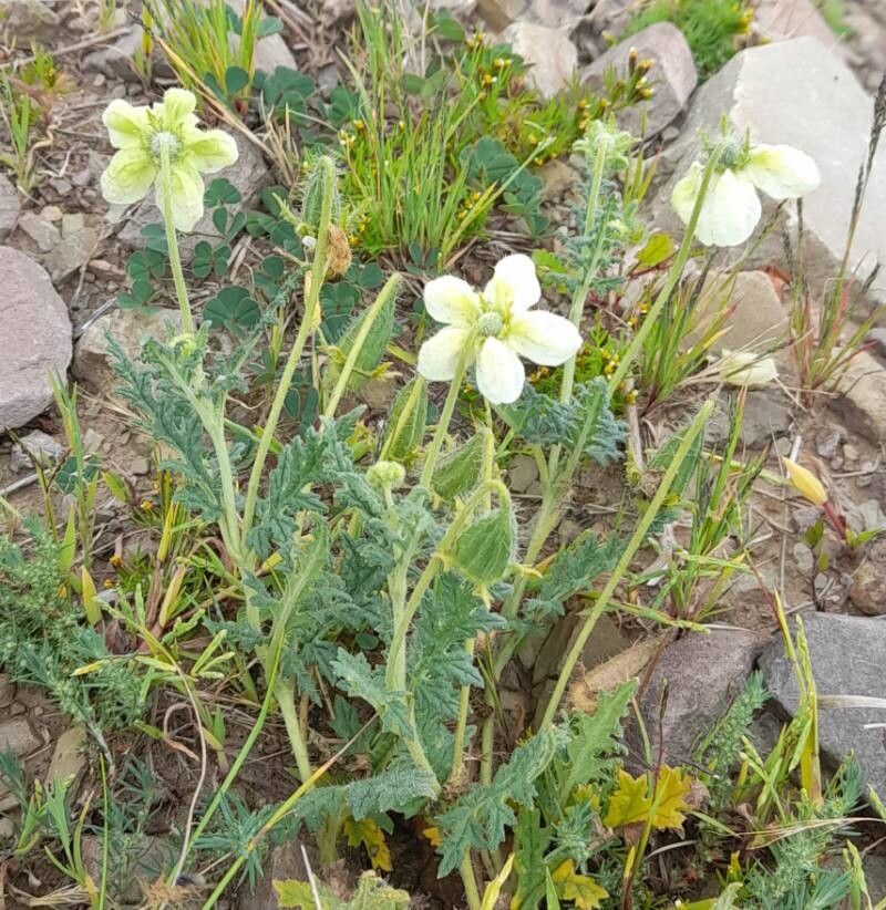 Caiophora clavata habit