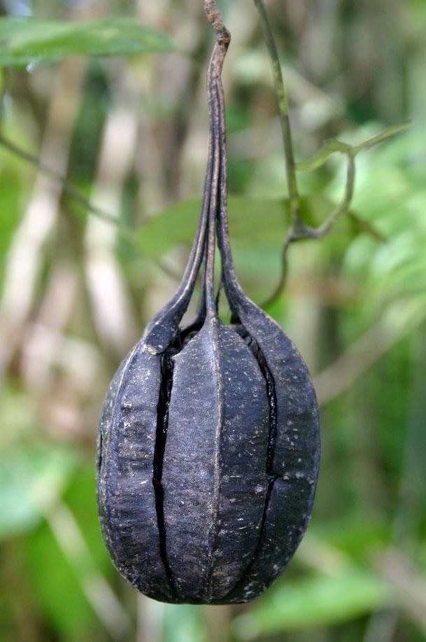 Aristolochia sprucei fruit
