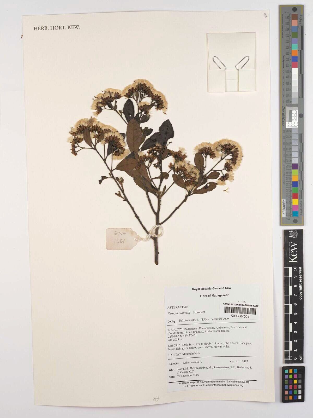 Gymnanthemum louvelii — houseplant care guide