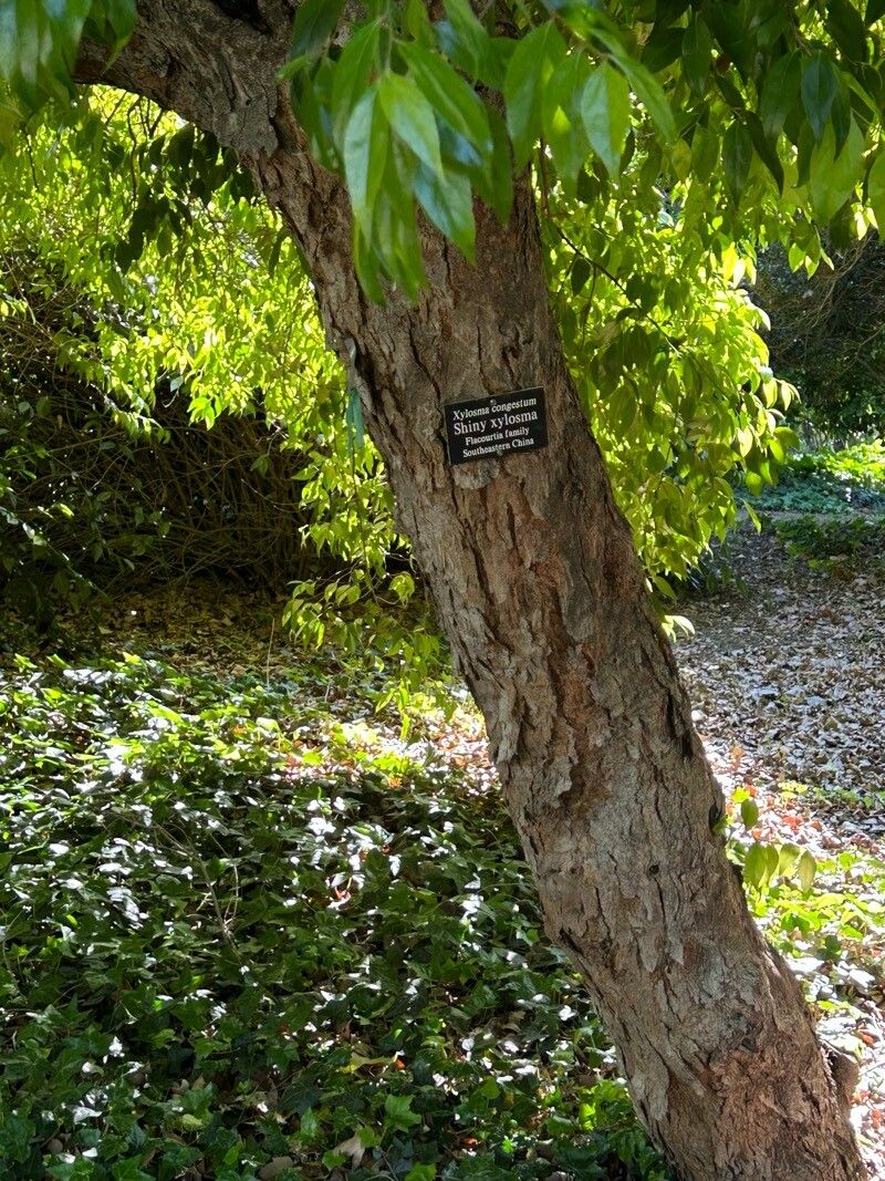 Xylosma congesta bark