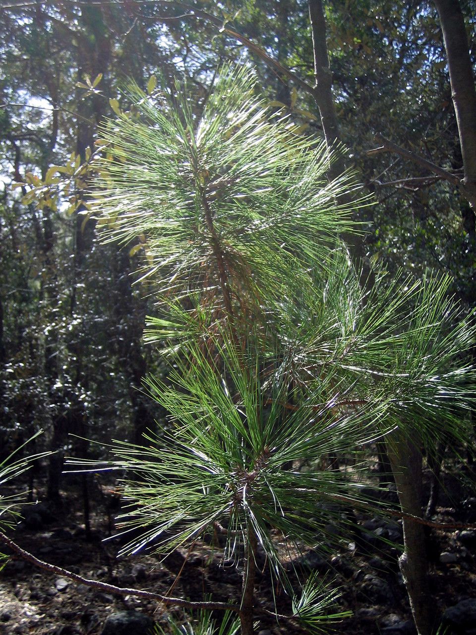 Pinus arizonica habit