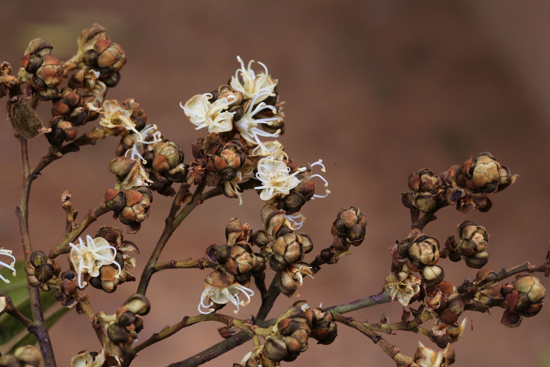 Julbernardia globiflora flower