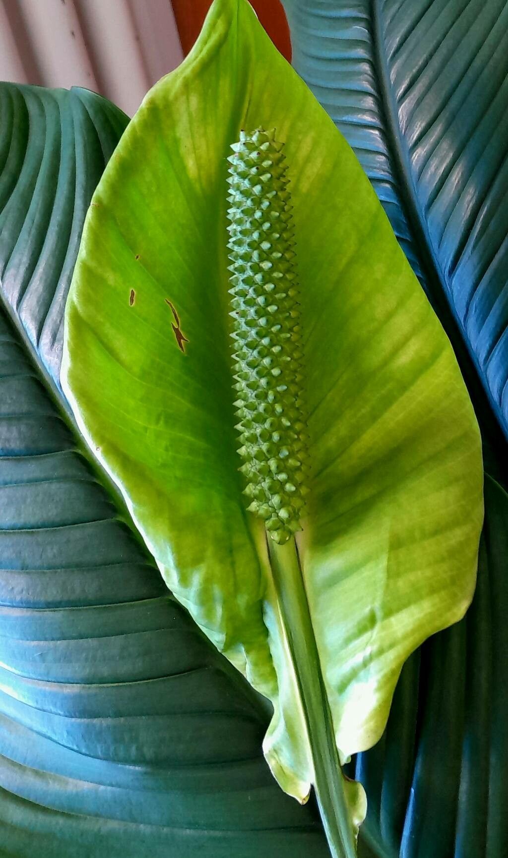 Spathiphyllum wendlandii flower