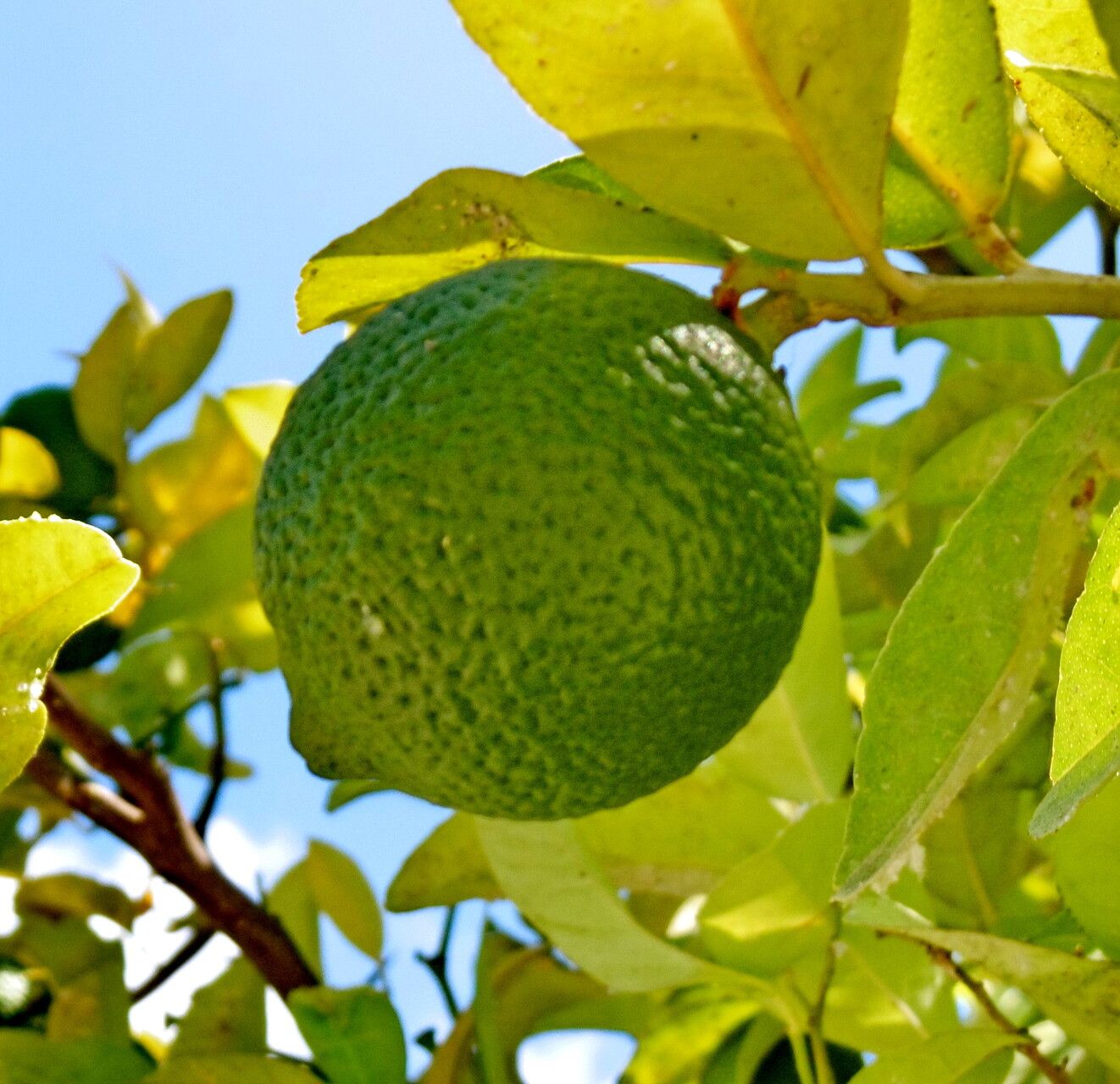 Citrus × aurantiifolia fruit