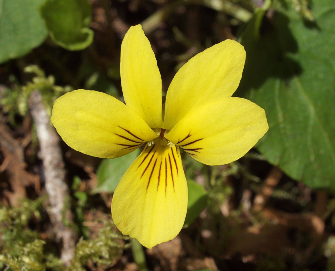 Viola orbiculata — houseplant care guide