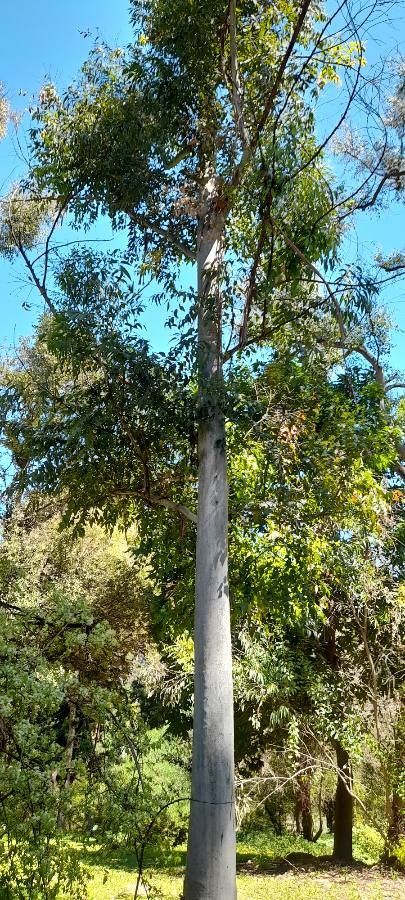 Eucalyptus grandis habit