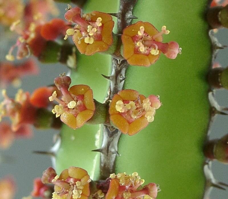 Euphorbia stapfii flower