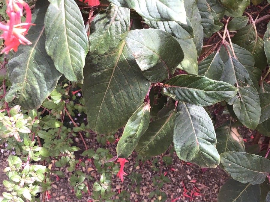Fuchsia triphylla leaf