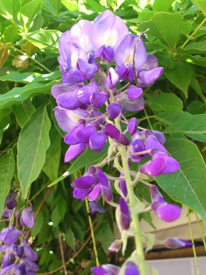 Bolusanthus speciosus flower