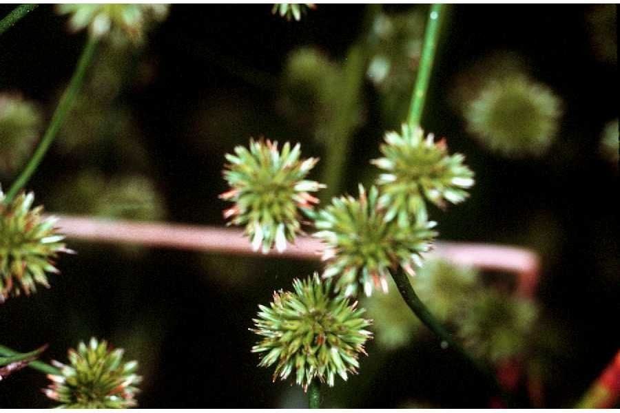Juncus scirpoides fruit