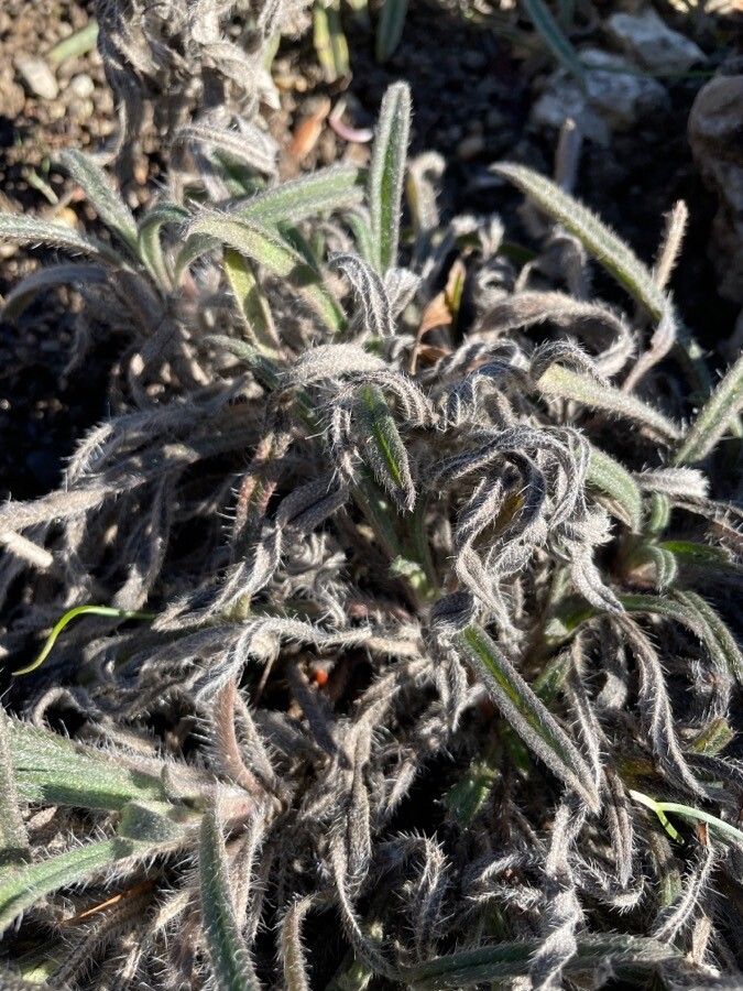 Onosma pseudoarenaria — houseplant care guide