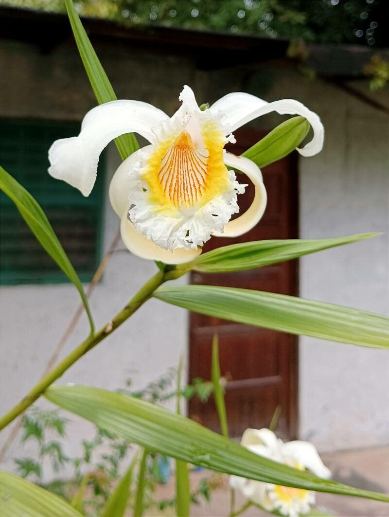 Sobralia liliastrum flower