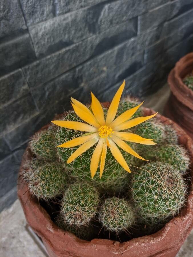 Mammillaria sphaerica flower