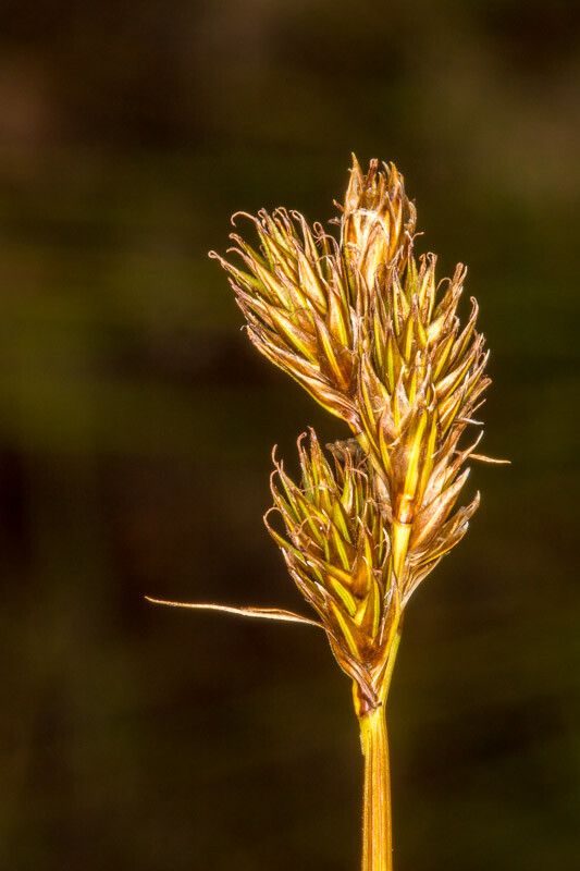 Carex leporina fruit