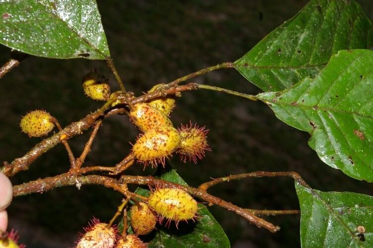 Sloanea sinemariensis fruit