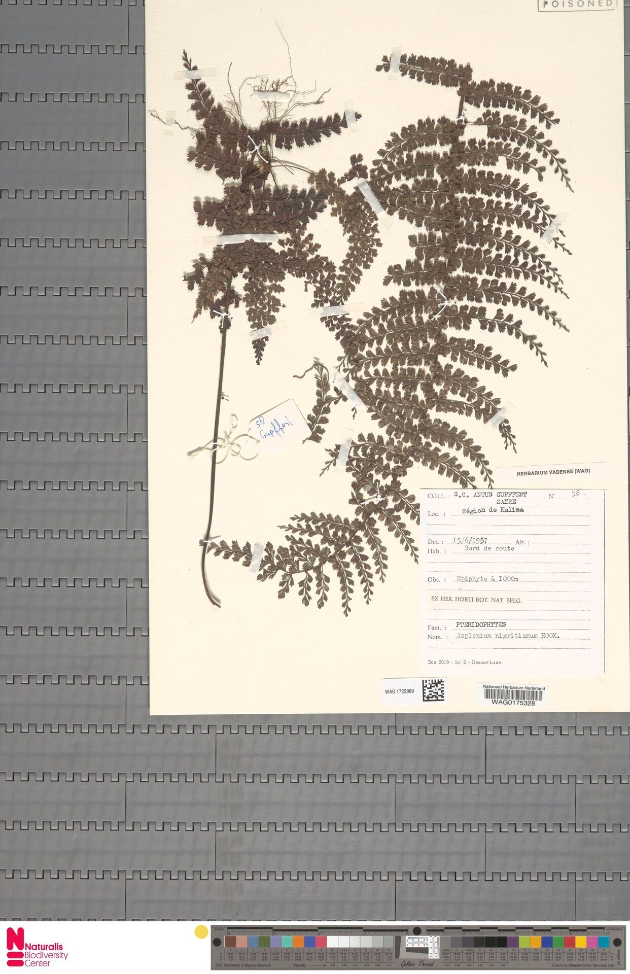 Asplenium nigritianum — houseplant care guide