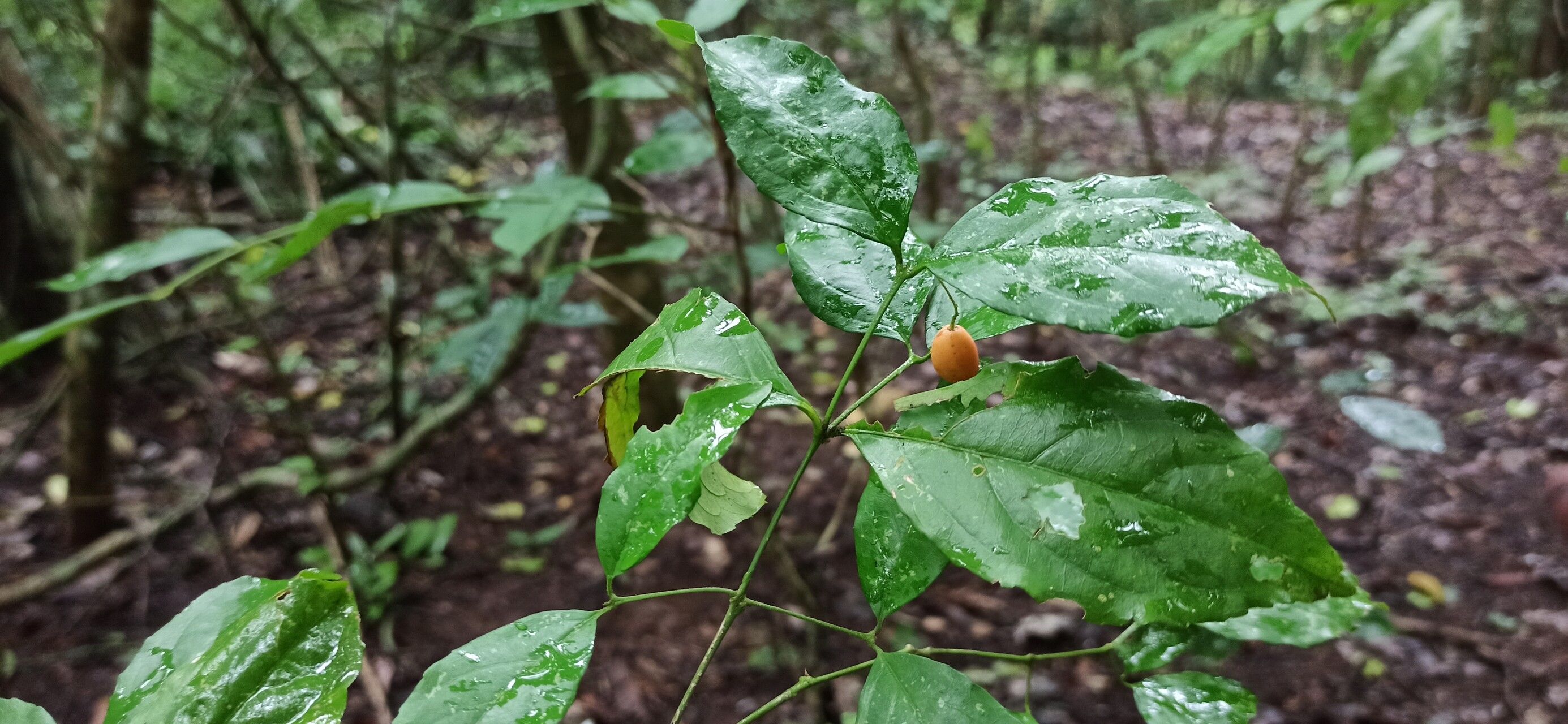 Crossopetalum serrulatum fruit