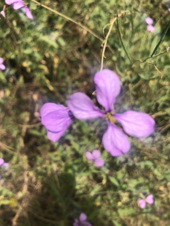 Moricandia suffruticosa flower