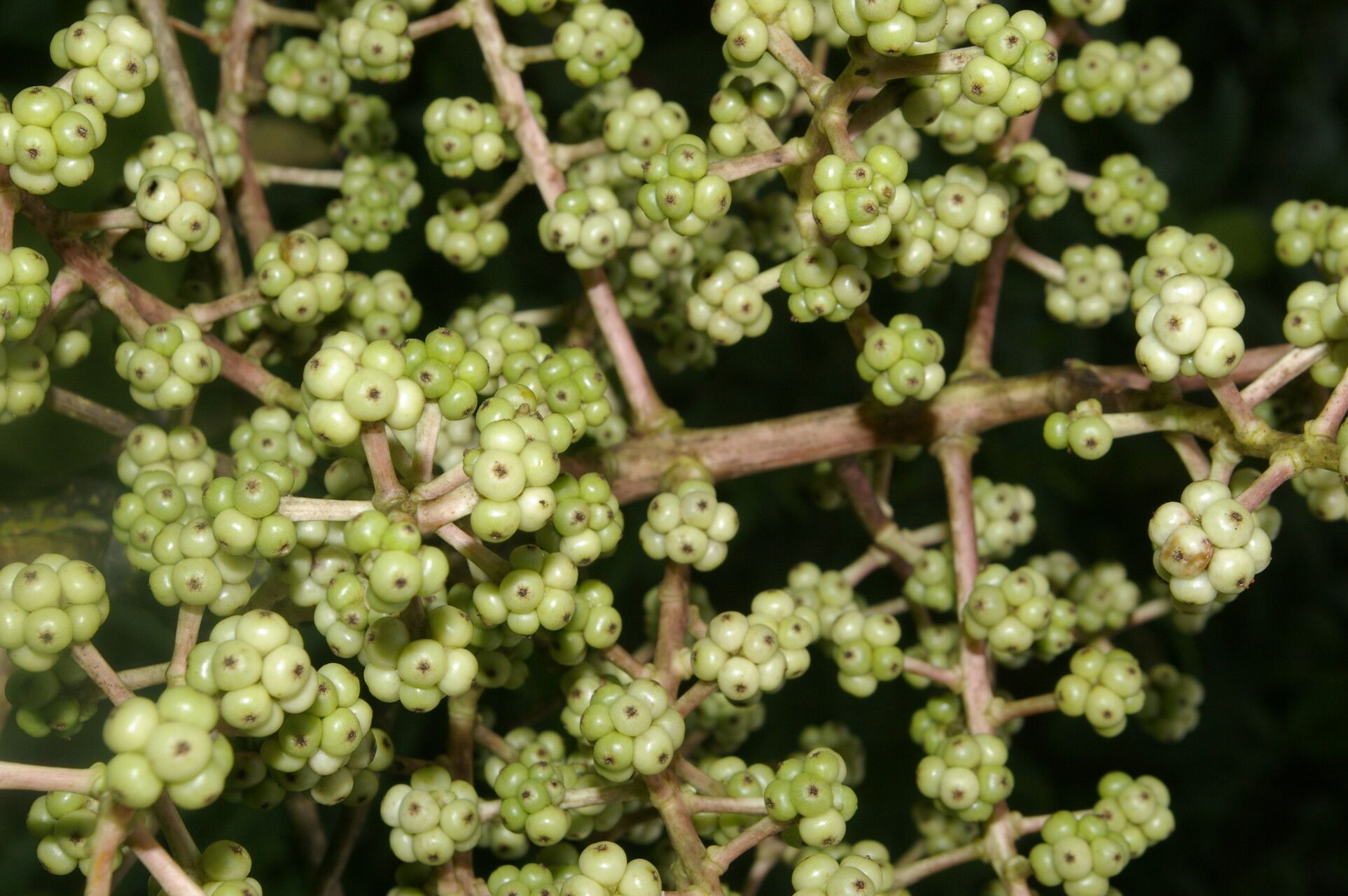 Oreopanax donnell-smithii bark