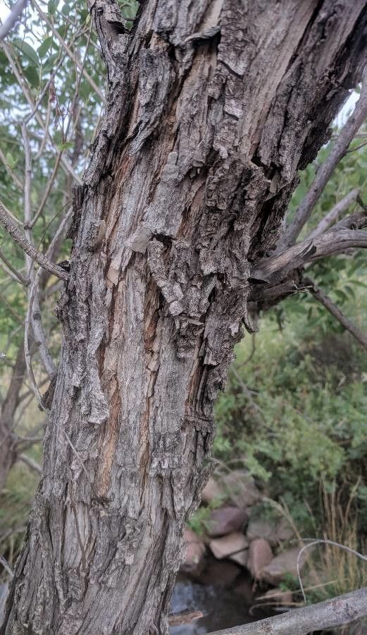 Salix amygdaloides bark