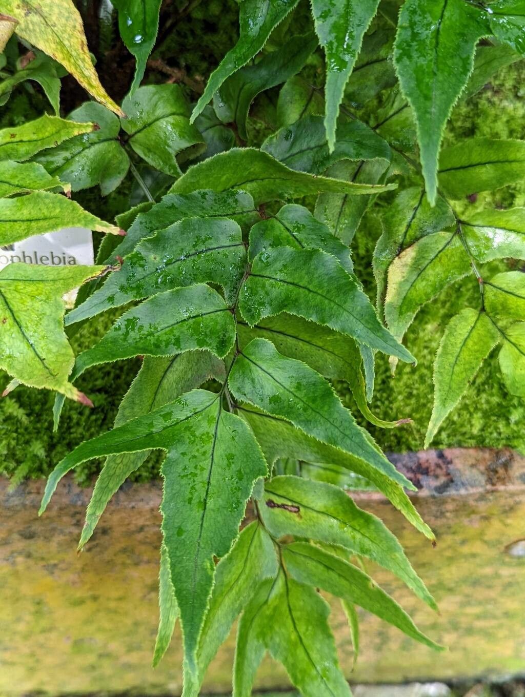 Phanerophlebia juglandifolia leaf