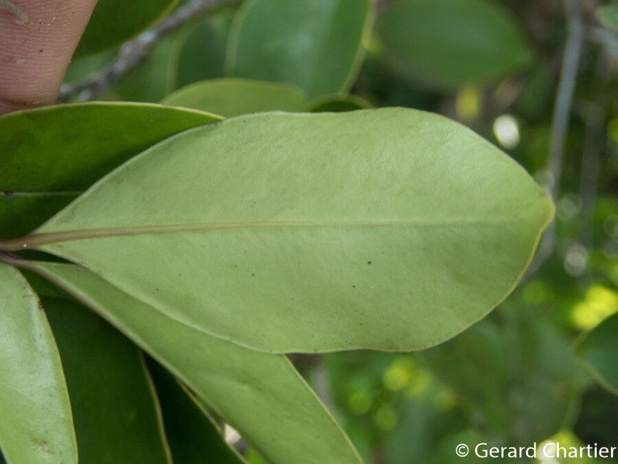 Memecylon edule — search result for 'Memecylon'