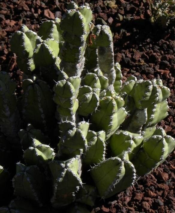 Euphorbia makallensis — houseplant care guide