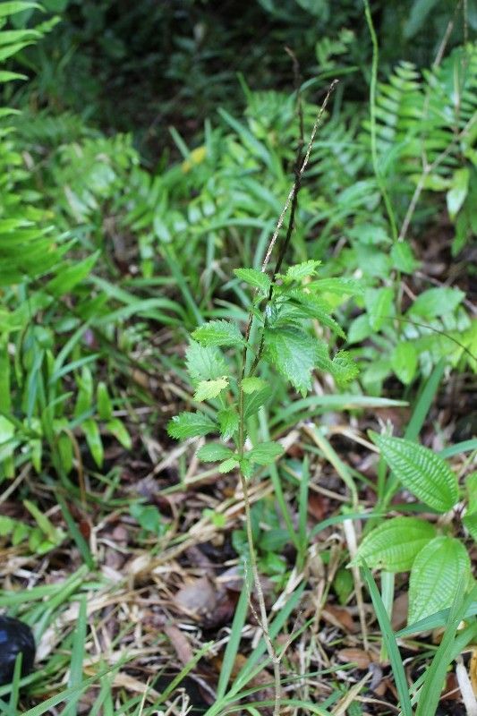 Stachytarpheta urticifolia habit
