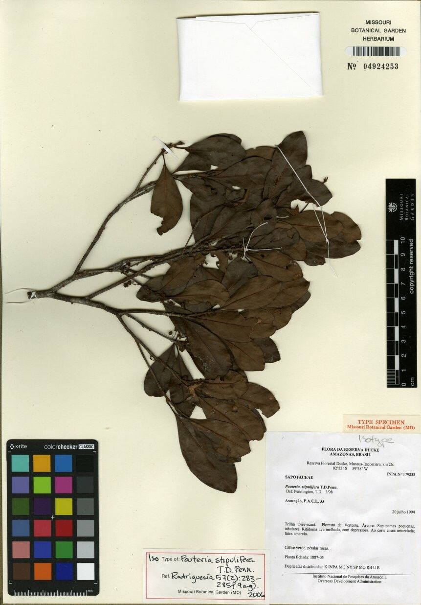 Pouteria stipulifera — houseplant care guide