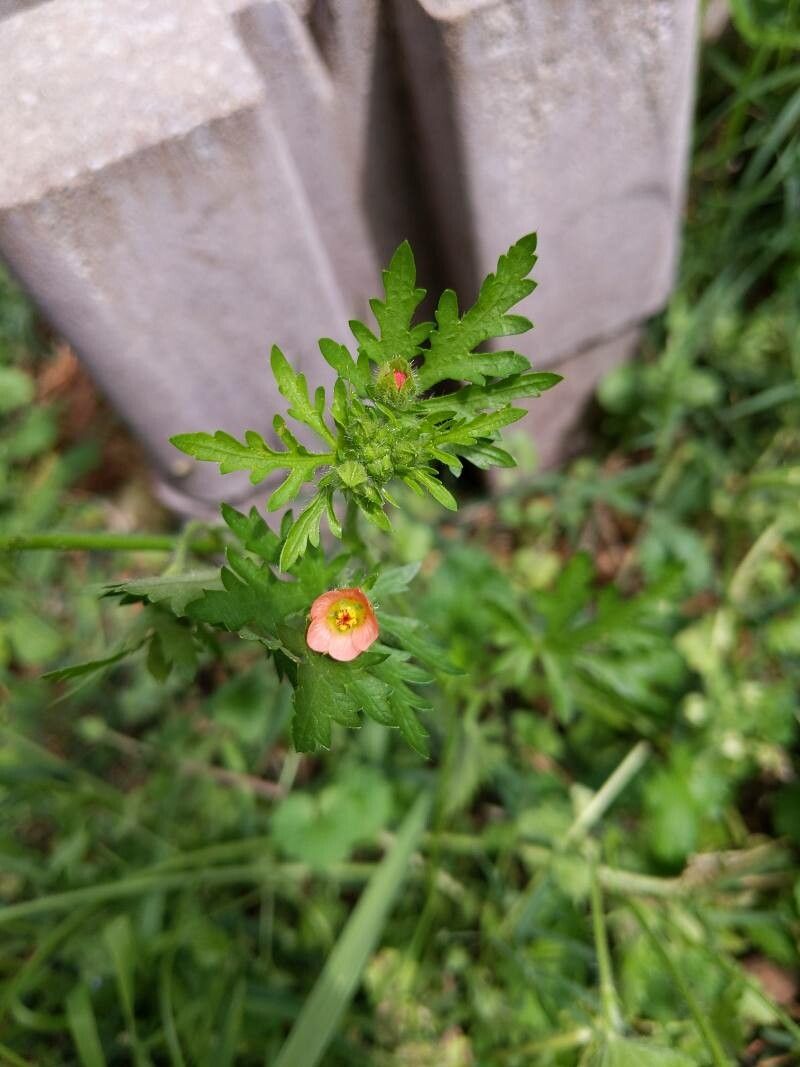 Sphaeralcea pedatifida — houseplant care guide