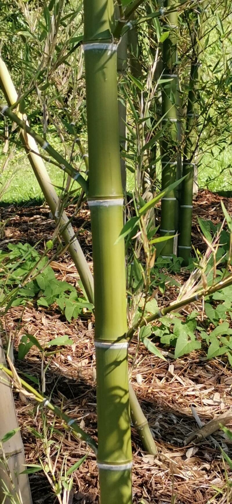 Phyllostachys parvifolia bark