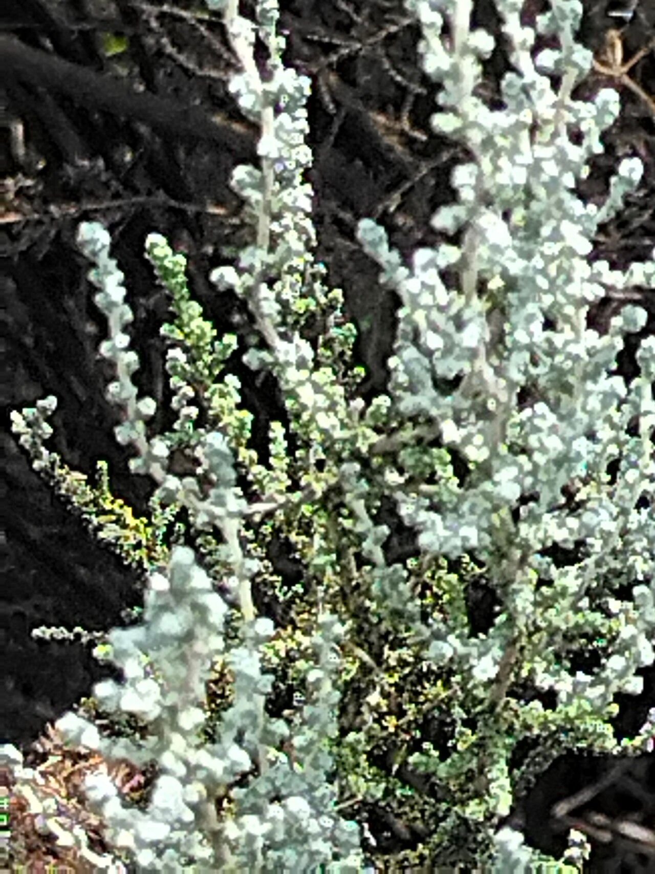 Seriphium plumosum — houseplant care guide