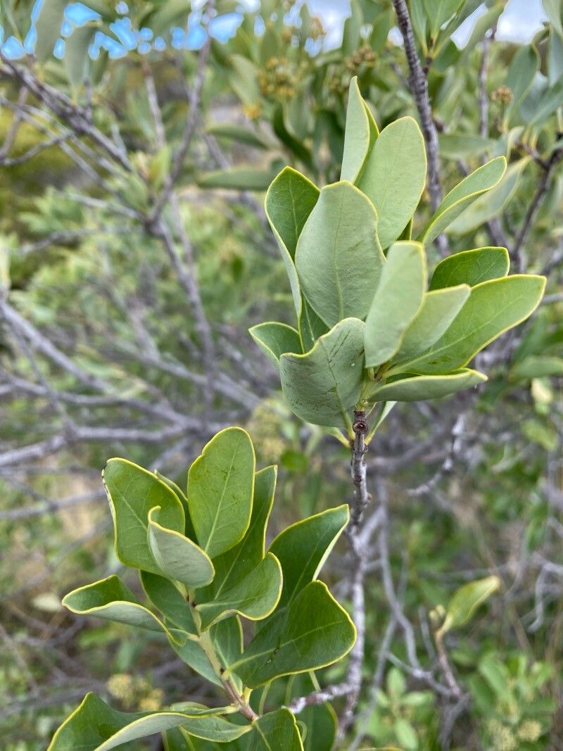 Santalum paniculatum leaf