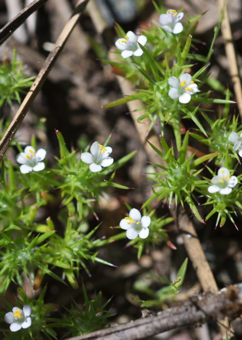 Navarretia intertexta habit