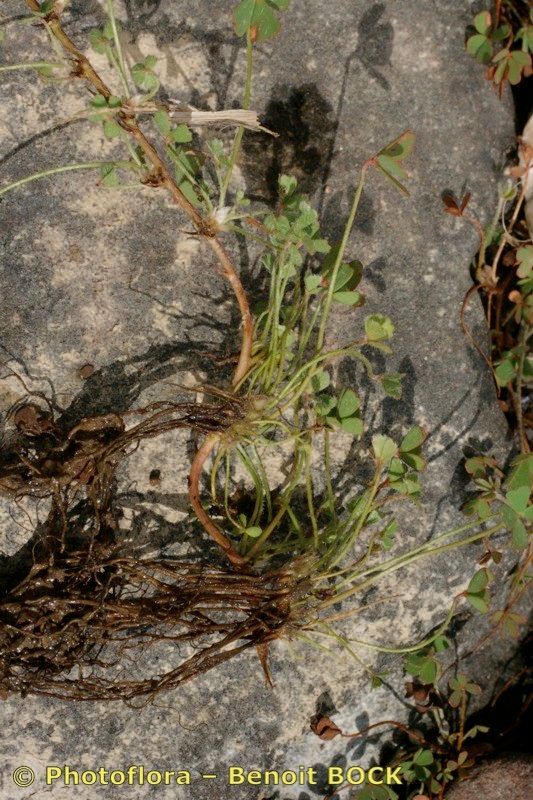 Marsilea batardae habit