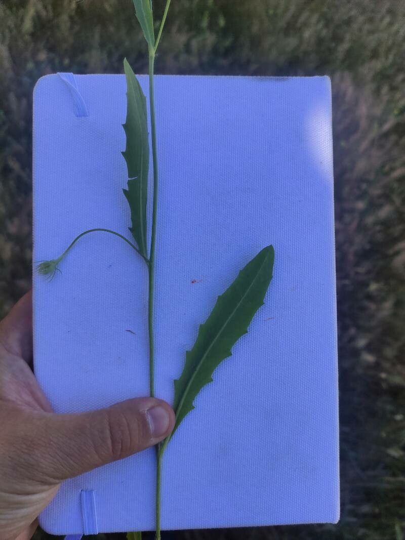 Tolpis umbellata leaf