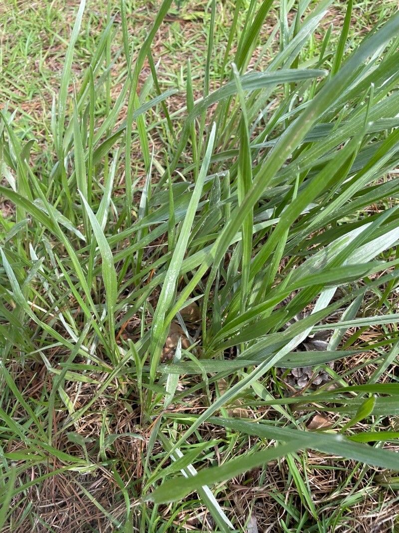 Plantago wrightiana — search result for 'Plantago'