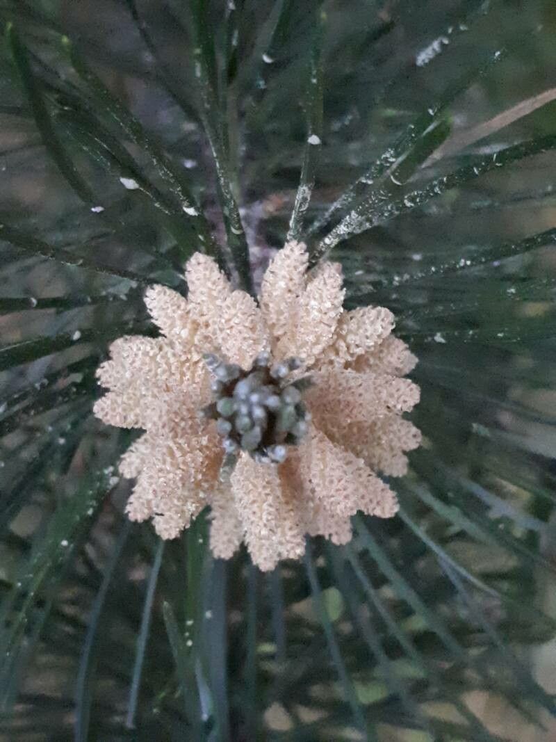 Casuarina cunninghamiana flower
