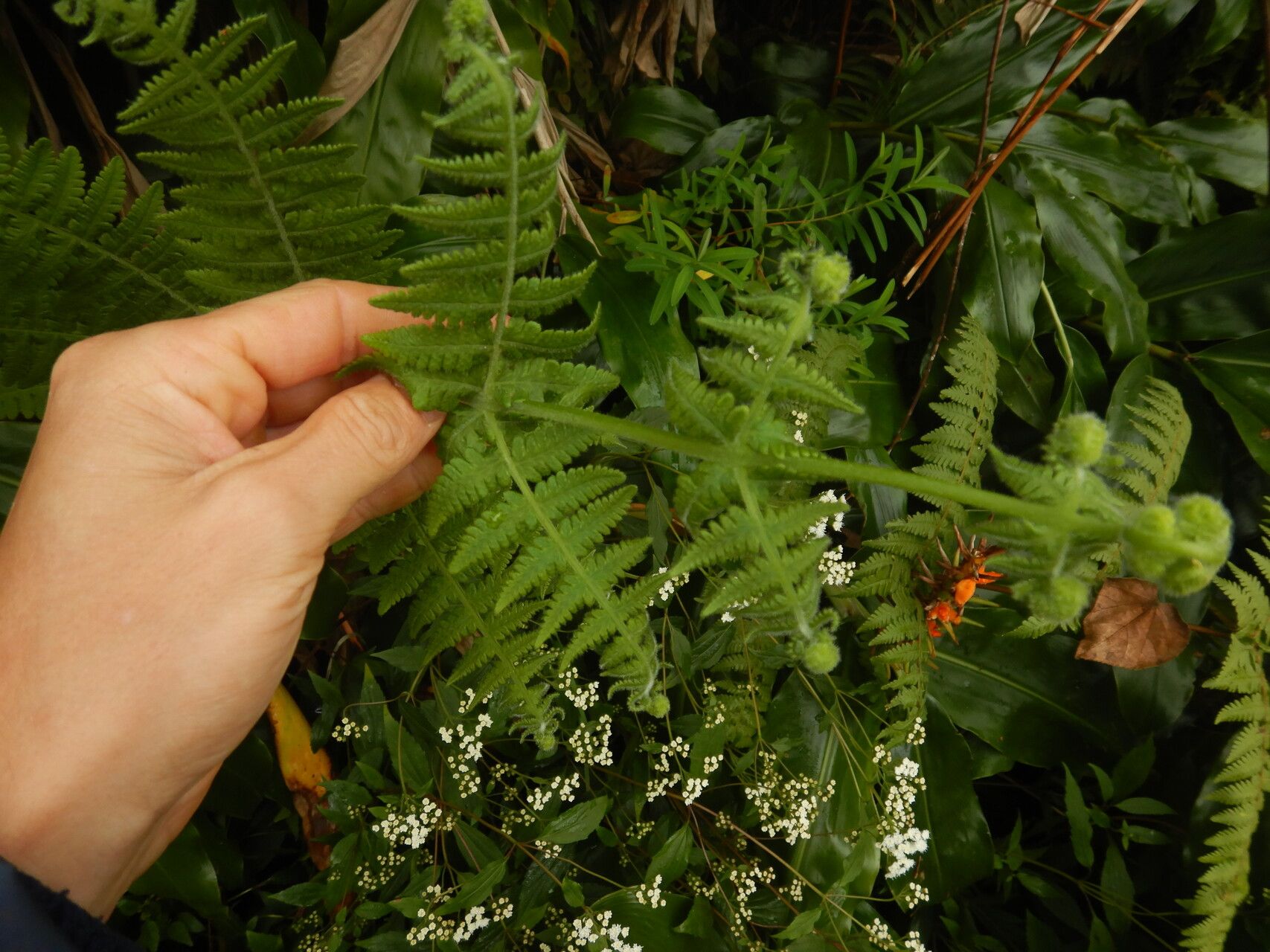 Deparia boryana leaf