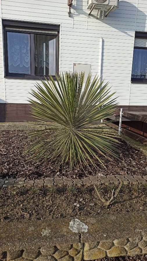 Yucca constricta leaf
