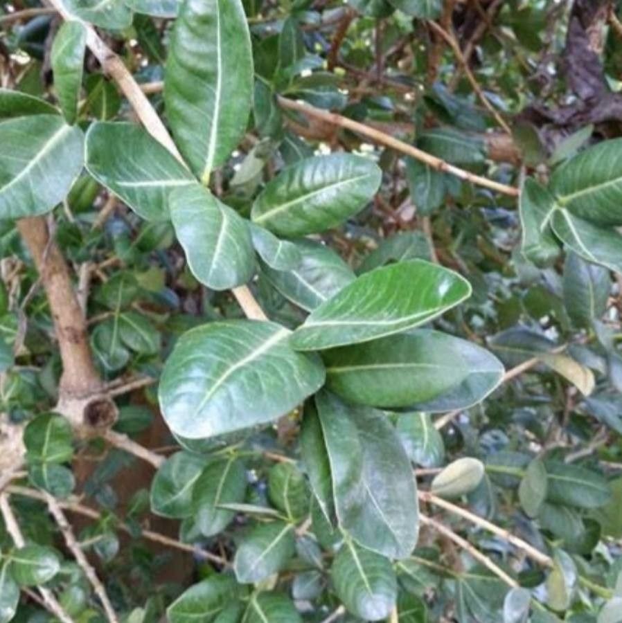 Garcinia livingstonei — search result for 'Clusiaceae'