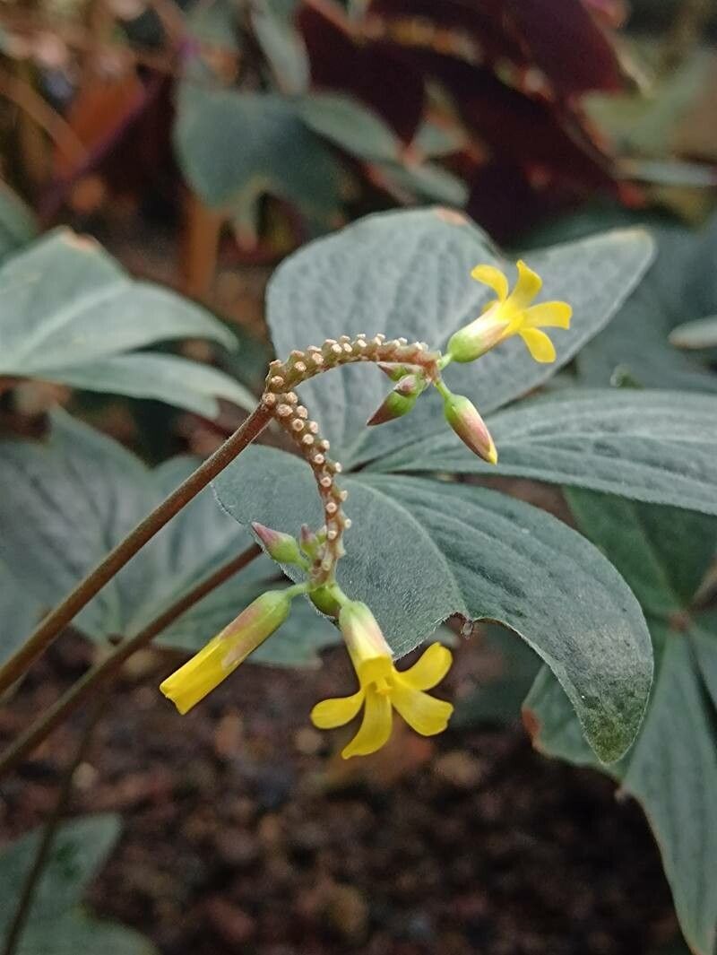 Oxalis ortgiesii flower