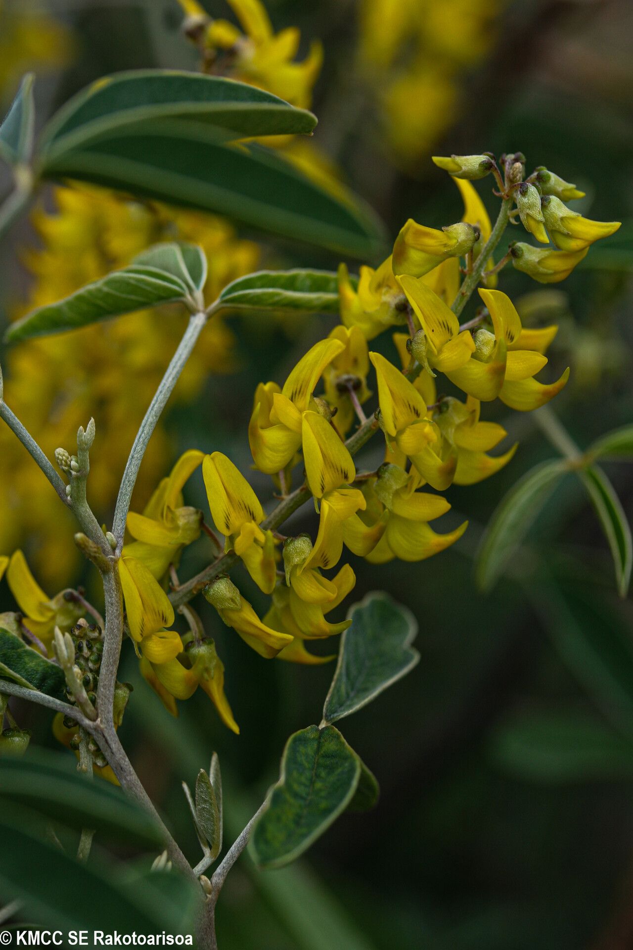 Crotalaria coursii — houseplant care guide