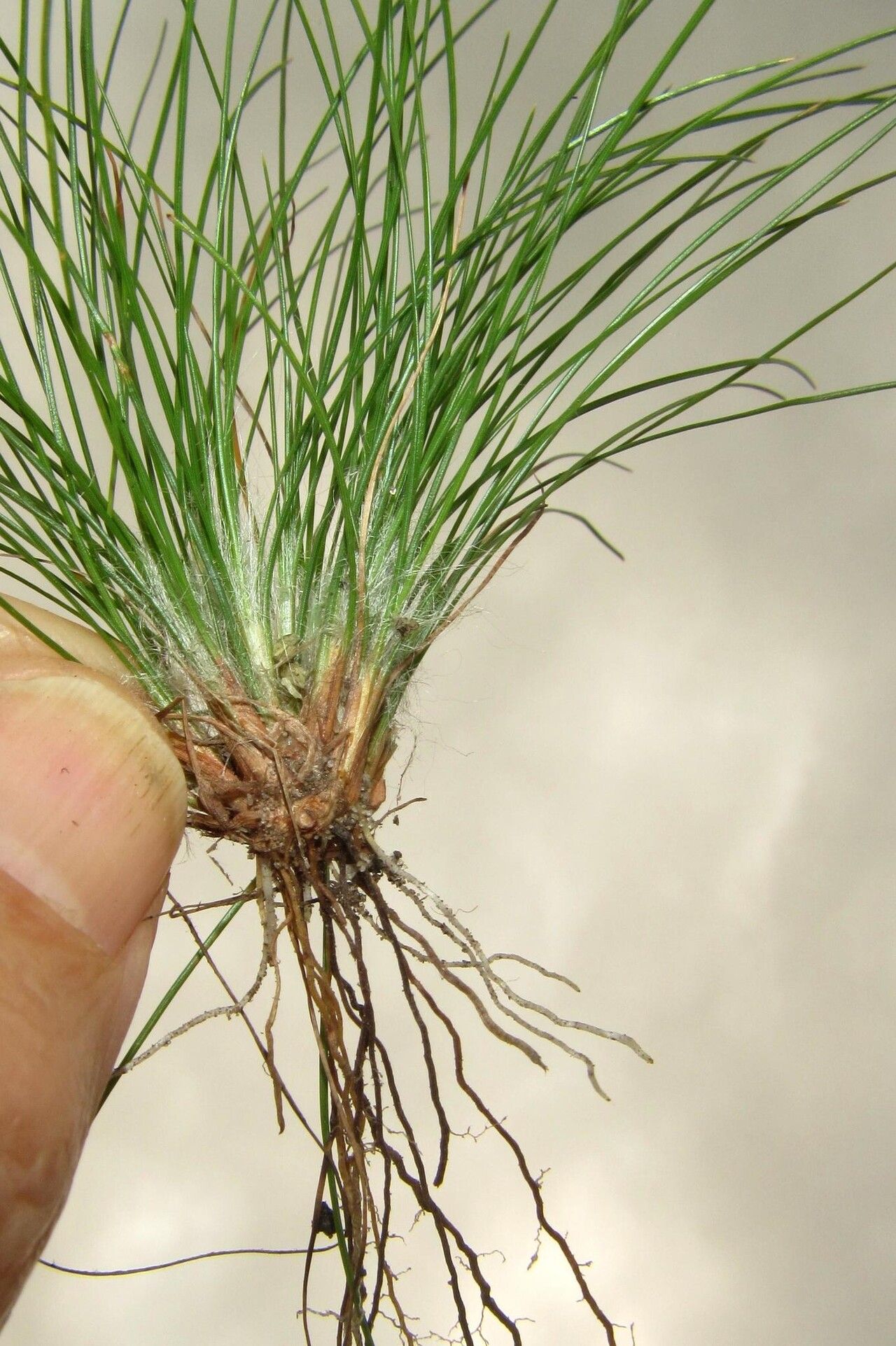 Bulbostylis contexta leaf