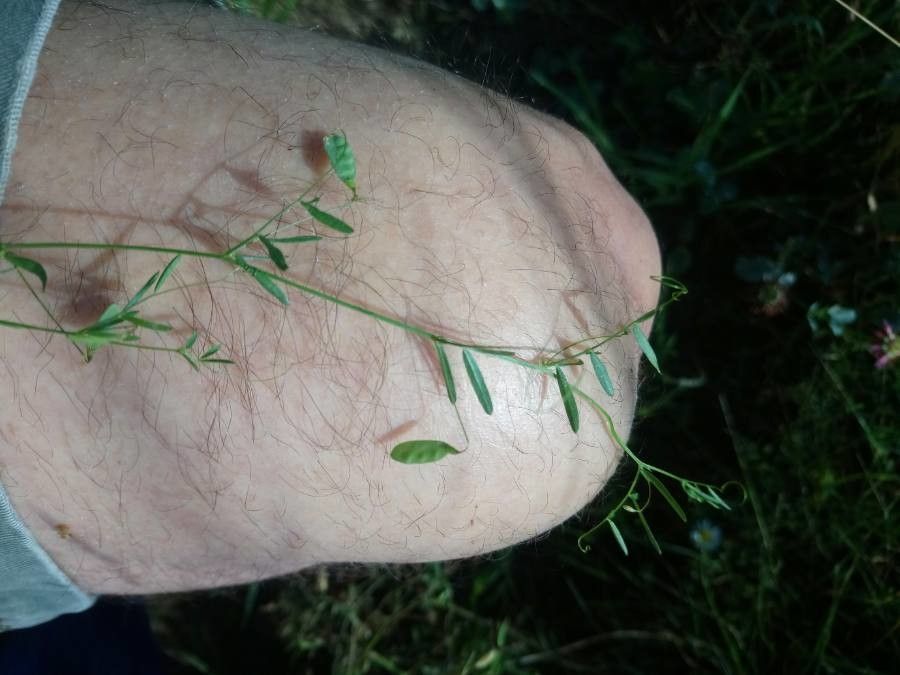 Vicia tetrasperma fruit