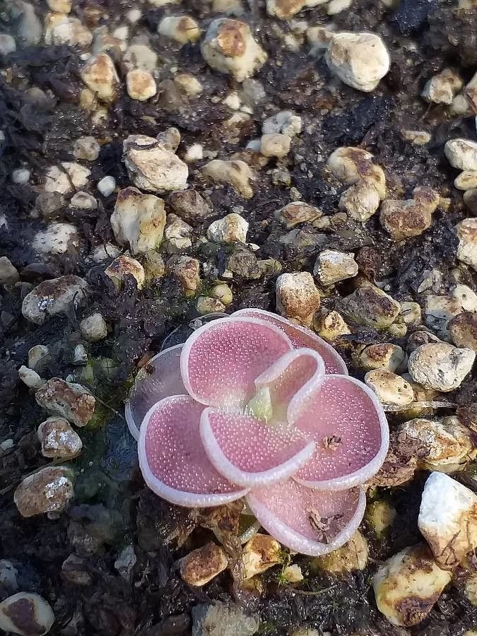 Pinguicula ehlersiae — houseplant care guide