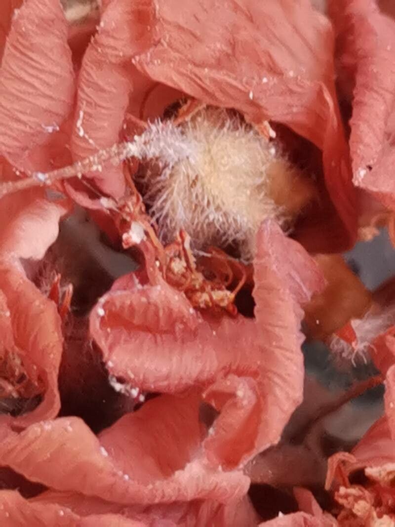 Dombeya wallichii fruit