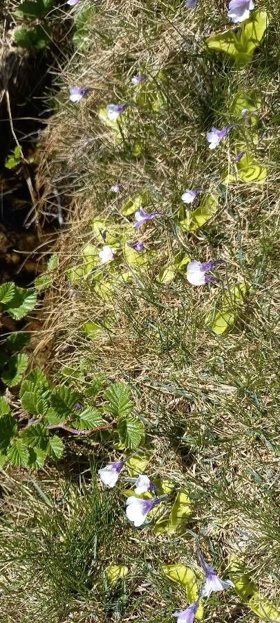 Pinguicula corsica habit
