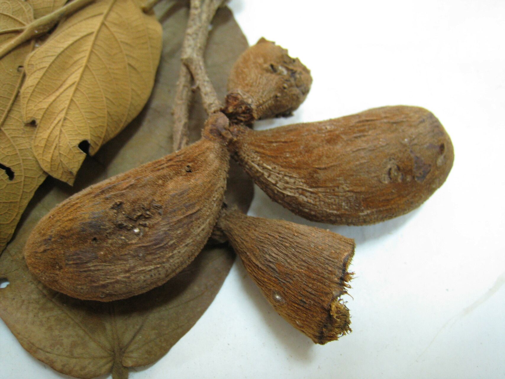 Sterculia villifera other