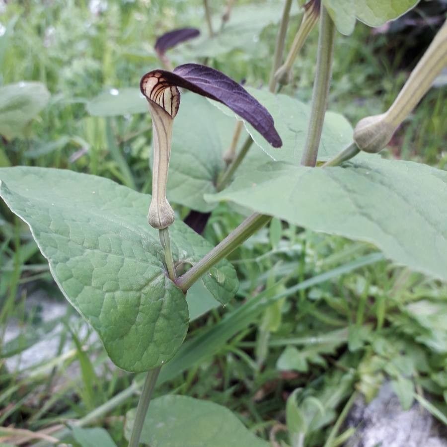 Aristolochia rotunda flower